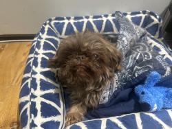 Reunited Female Dog last seen Highland Blvd, Brooklyn, NY 11207