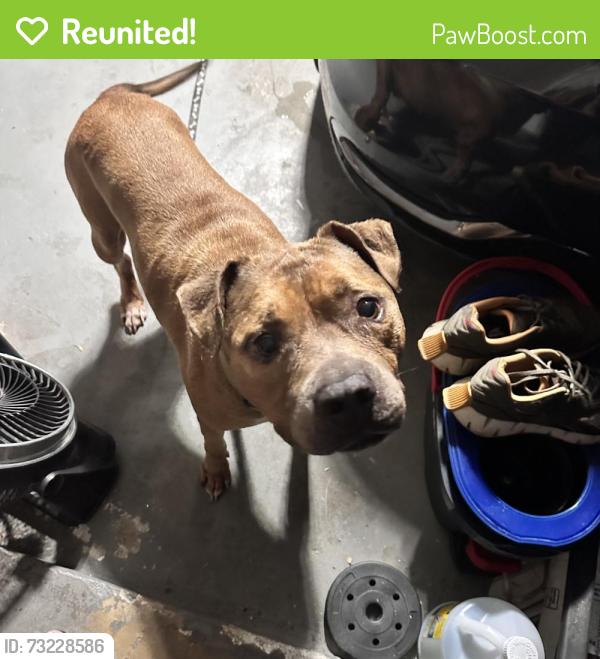 Reunited Male Dog last seen Behind Tj maxx del prado, Cape Coral, FL 33990