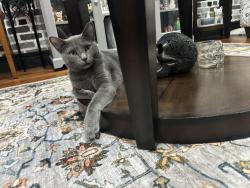 Reunited Female Cat last seen Essex Street, Brooklyn, NY 11237