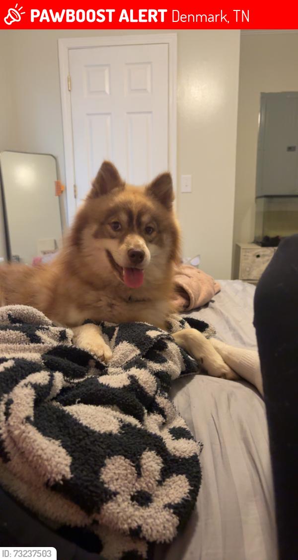 Lost Male Dog last seen vine hill dr, Denmark, TN 38391