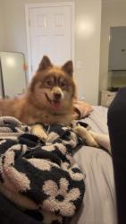 Lost Male Dog last seen vine hill dr, Denmark, TN 38391