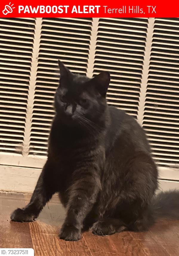 Lost Male Cat last seen Arvin dr, Terrell Hills, TX 78209