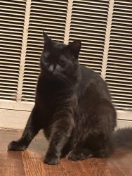 Lost Male Cat last seen Arvin dr, Terrell Hills, TX 78209