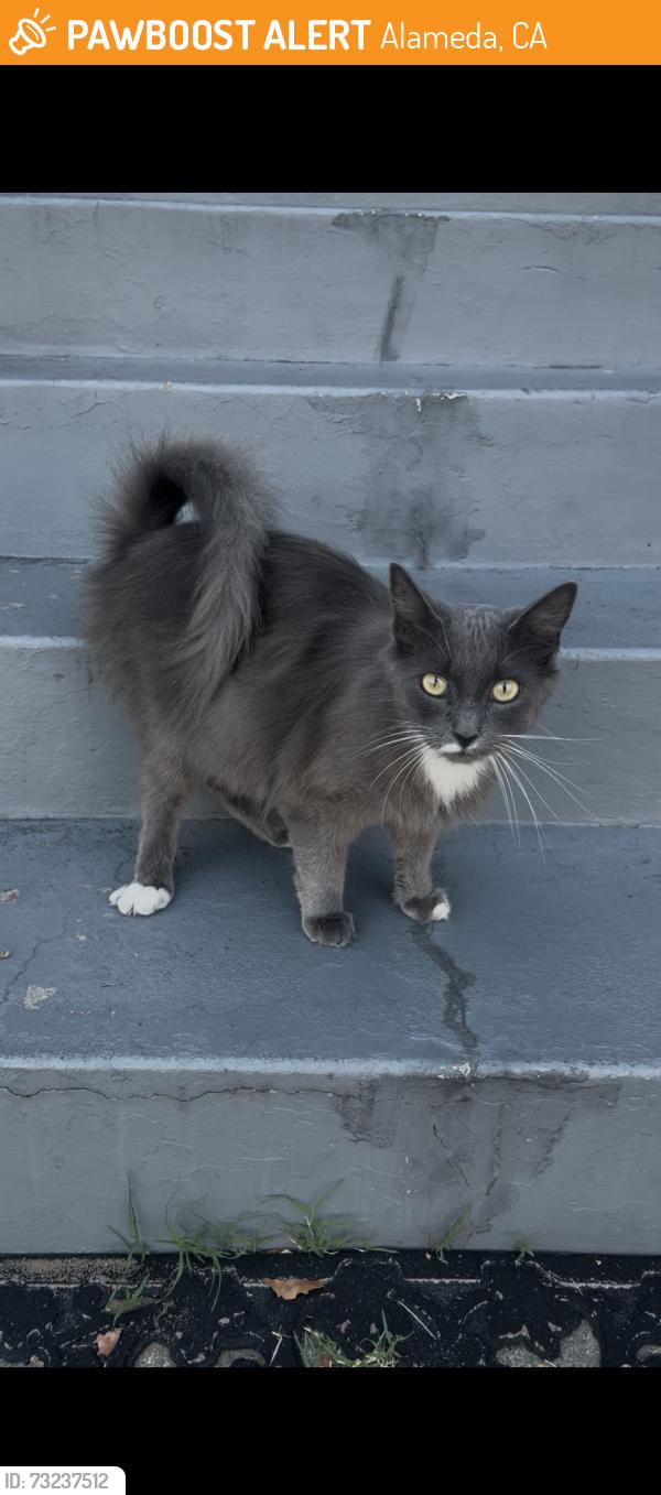 Found/Stray Unknown Cat last seen Broadway/Central, Alameda, CA 94501