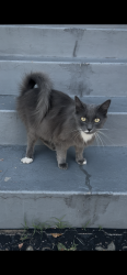 Found/Stray Unknown Cat last seen Broadway/Central, Alameda, CA 94501