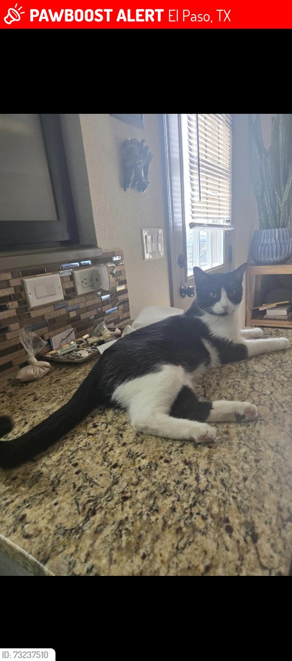 Lost Male Cat last seen Tre Maximiliano, El Paso, TX 79938