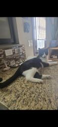 Lost Male Cat last seen Tre Maximiliano, El Paso, TX 79938