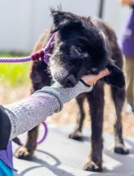 Shelter Stray Male Dog last seen Near Thompson Lithonia, 30038, 30038, GA, 3280 Chamblee Dunwoody Rd, Chamblee, GA 30341, USA