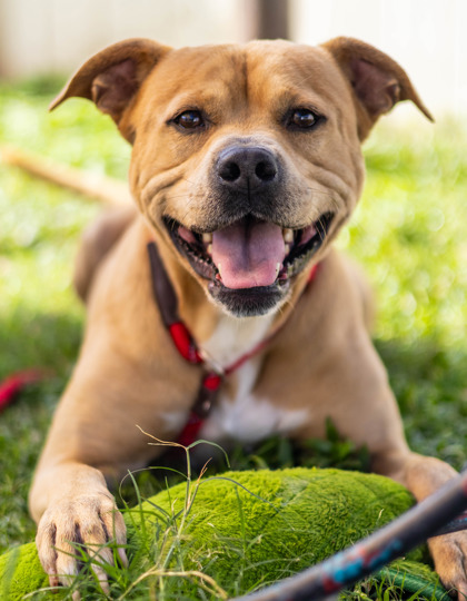 Shelter Stray Male Dog last seen Near Lake Point Pl 403, 30088, GA, 3280 Chamblee Dunwoody Rd, Chamblee, GA 30341, USA