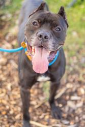 Shelter Stray Male Dog last seen Near Sprucewood Ln, Lithonia, GA, 30058, GA, 3280 Chamblee Dunwoody Rd, Chamblee, GA 30341, USA