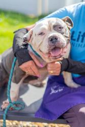 Shelter Stray Female Dog last seen Near Laura Place, 30038, GA, 3280 Chamblee Dunwoody Rd, Chamblee, GA 30341, USA