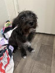 Found/Stray Female Dog last seen Miracle Mile Stockton, Stockton, CA 95202