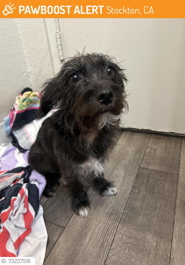 Found/Stray Female Dog last seen Miracle Mile Stockton, Stockton, CA 95202