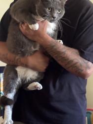 Reunited Male Cat last seen Indianapolis and Newland, Huntington Beach, CA 92646