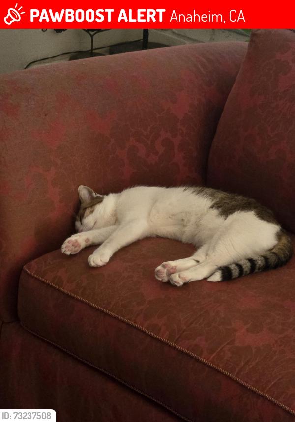 Lost Female Cat last seen Primrose and Niobe, Anaheim, CA 92804