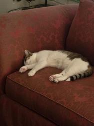 Lost Female Cat last seen Primrose and Niobe, Anaheim, CA 92804