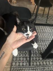 Found/Stray Female Cat last seen Cermak way, Elk Grove, CA 95758