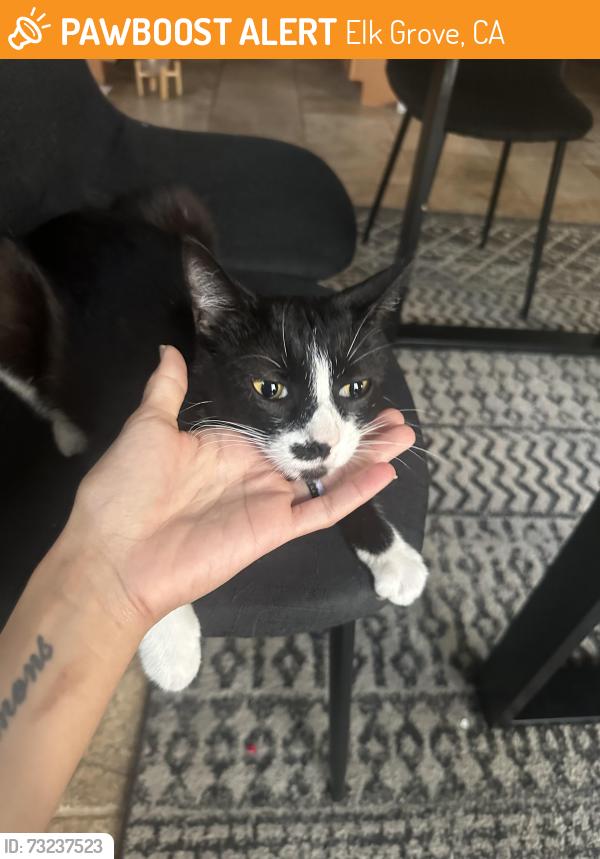 Found/Stray Female Cat last seen Cermak way, Elk Grove, CA 95758