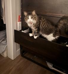 Reunited Female Cat last seen Near W 11th Ave, Denver, CO 80204, USA, Denver, CO 80204