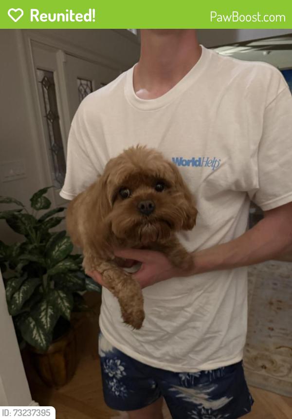 Reunited Male Dog last seen Miller Heights and Westhurst Ln, Oakton, VA 22124