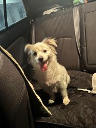 Found/Stray Female Dog last seen Acuna park, Montebello, CA 90640