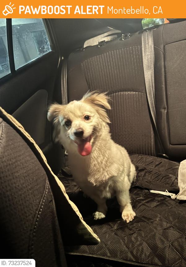 Found/Stray Female Dog last seen Acuna park, Montebello, CA 90640