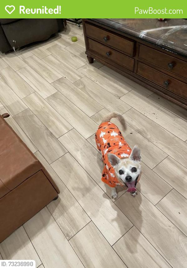 Reunited Female Dog last seen Near Cambrin Rd, Pomona, CA 91768, USA, Pomona, CA 91768