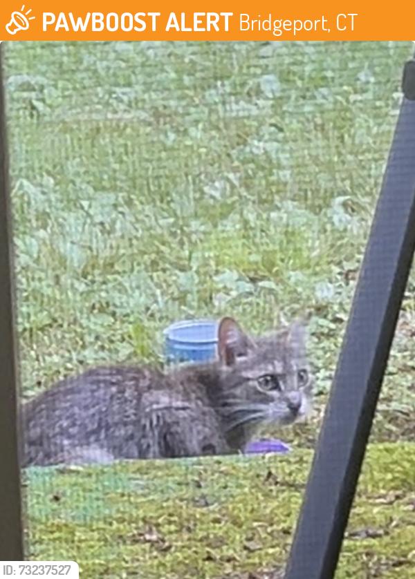 Found/Stray Female Cat last seen Ameridge, Bridgeport, CT 06606