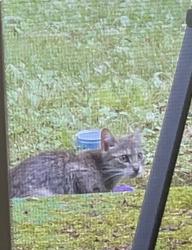 Found/Stray Female Cat last seen Ameridge, Bridgeport, CT 06606