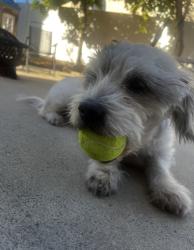 Reunited Male Dog last seen Westlake dr and dreacea, Moreno Valley, CA 92553