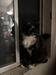 Found/Stray Female Cat last seen Otay ranch high school, Chula Vista, CA 91913