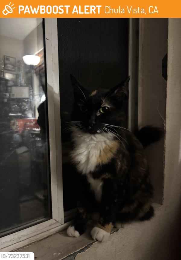 Found/Stray Female Cat last seen Otay ranch high school, Chula Vista, CA 91913