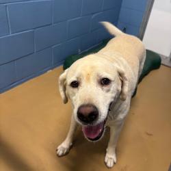 Shelter Stray Male Dog last seen , 1109 Moore Ave, Portland, TX 78374, USA