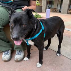 Shelter Stray Male Dog last seen , 361 S Raymond Ave, Pasadena, CA 91105, USA