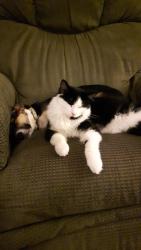 Reunited Male Cat last seen Near ave se, Calgary, AB 