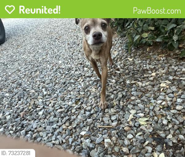 Reunited Male Dog last seen Maple Avenue, Hesperia, CA 92344