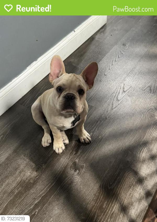 Reunited Male Dog last seen Cranston St West End, Providence, RI 02903