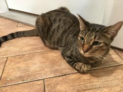 Lost Female Cat last seen 54th Ave and 71st st., Westchester ests, St. Petersburg, FL 33709
