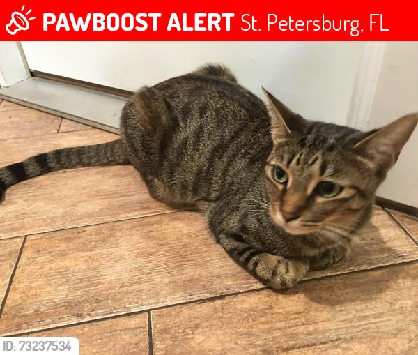 Lost Female Cat last seen 54th Ave and 71st st., Westchester ests, St. Petersburg, FL 33709