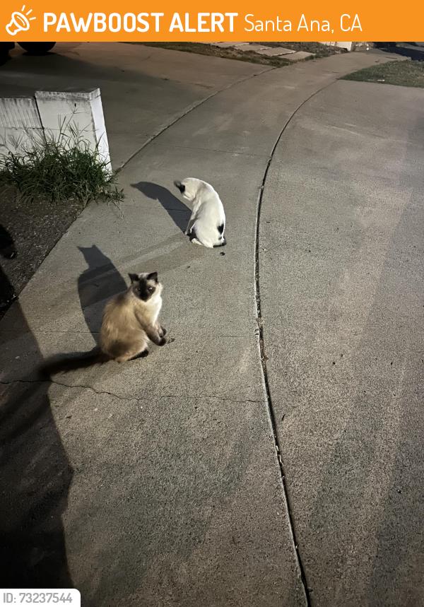 Found/Stray Unknown Cat last seen Near north alona street and 1500 west river lane, Santa Ana, CA 92706