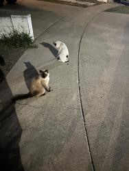 Found/Stray Unknown Cat last seen Near north alona street and 1500 west river lane, Santa Ana, CA 92706