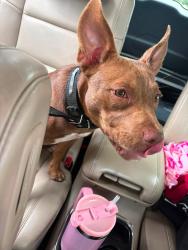 Reunited Female Dog last seen Goldenrod and Pershing, Orange County, FL 32822