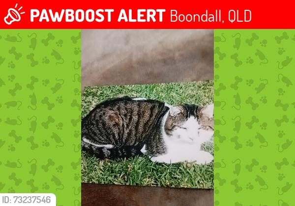 Lost Male Cat last seen Muller rd boondal, Boondall, QLD 