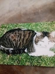 Lost Male Cat last seen Muller rd boondal, Boondall, QLD 