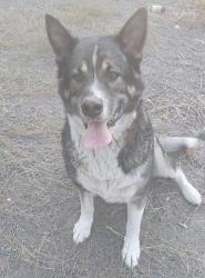 Reunited Male Dog last seen Kirk Rd, Washington 98382, USA, Clallam County, WA 98382