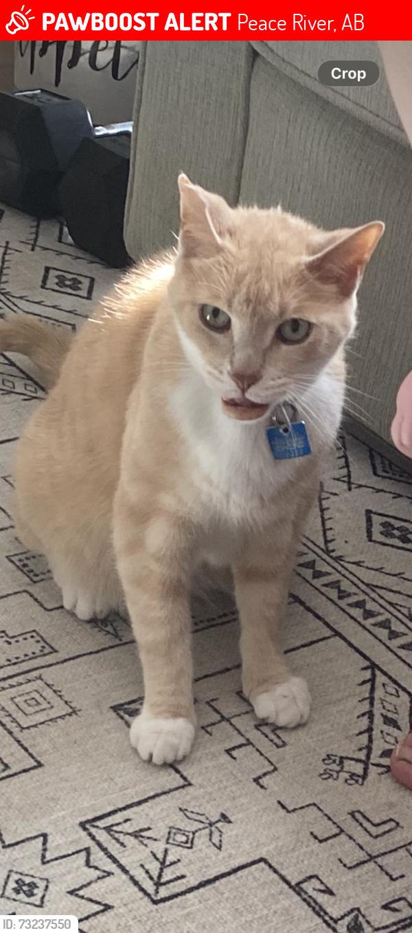 Lost Male Cat last seen Near the Peace River Adventures Campground, Peace River, AB 