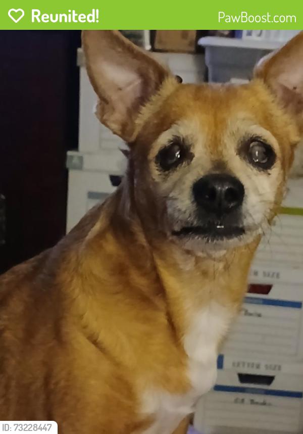 Reunited Female Dog last seen Windy oaks & Autumn Wind Dr., Houston, TX 77040