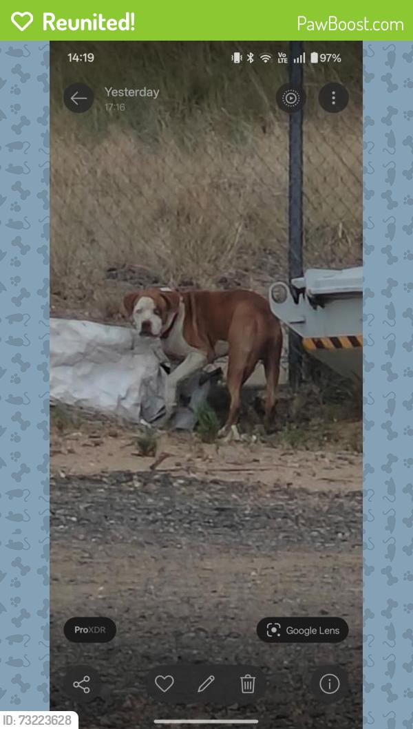 Reunited Male Dog last seen I70 and pecos, Thornton, CO 80221