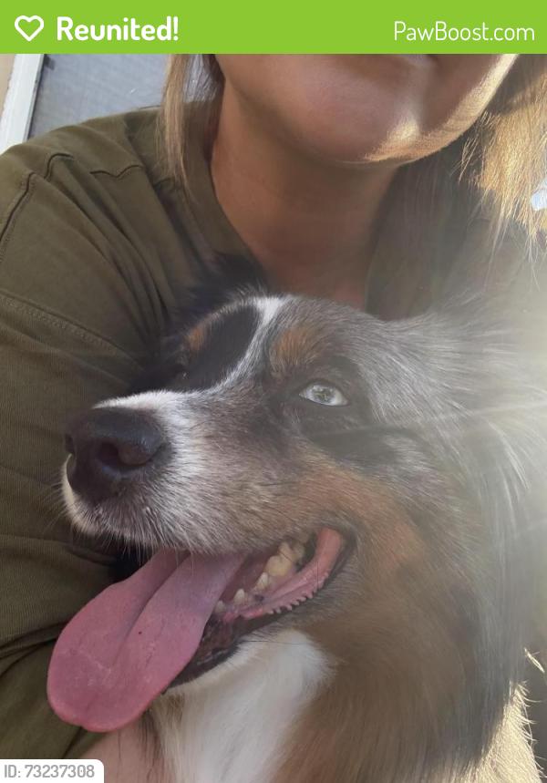 Reunited Male Dog last seen Colorado st and ximeno, Long Beach, CA 90814