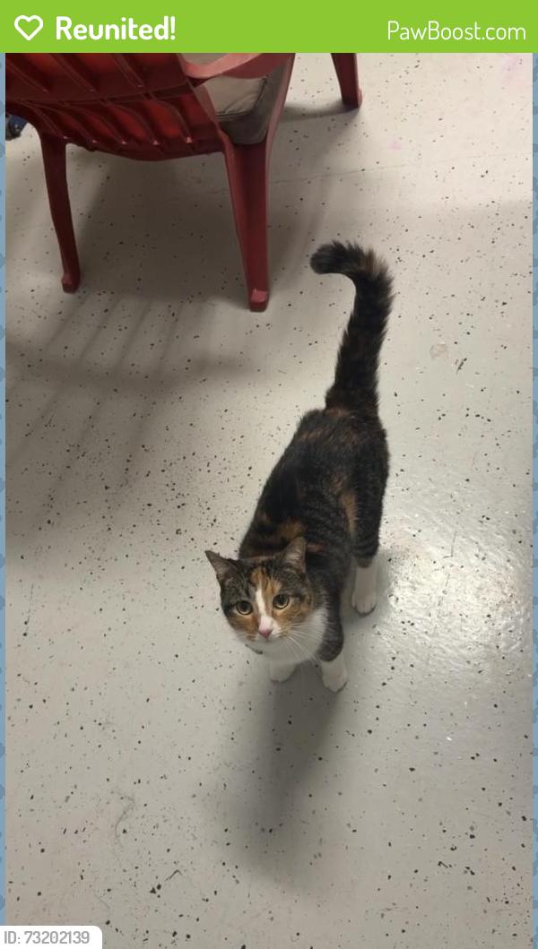 Reunited Female Cat last seen Near Drummer Plank Dr, Wesley Chapel, FL 33545, USA, Wesley Chapel, FL 33545
